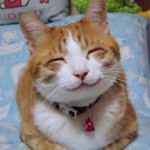 So_happy_smiling_cat